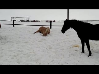 Бабы бесятся