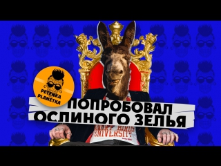 Ослиный член