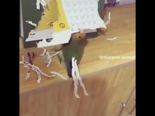 Павлин в душе