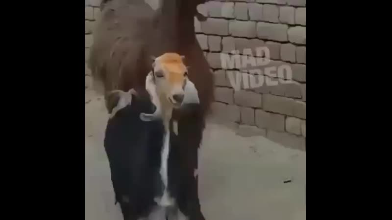 Video prikoli +