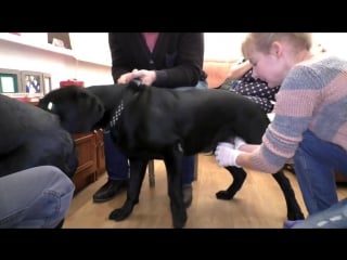 Искусственное осеменение лабрадоров artificial insemination labrador одесса