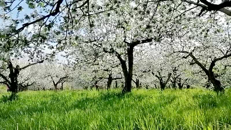 Нежный китайский образ в цветущих садах