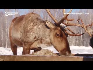 Активисты возрождают популяцию оленей в нижнем новгороде