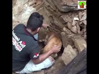 Puppies saved by porn aid member from the debris of old house