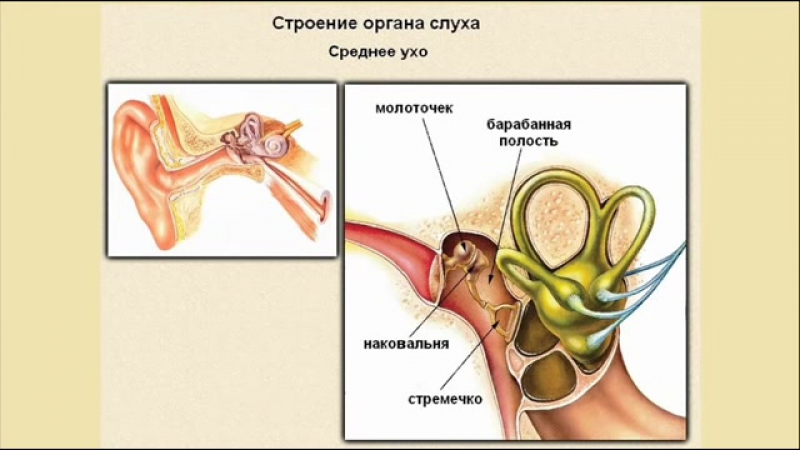 Анализаторы слуха и равновесия