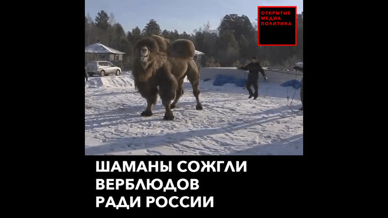 Шаманы сожгли верблюдов во благо россии