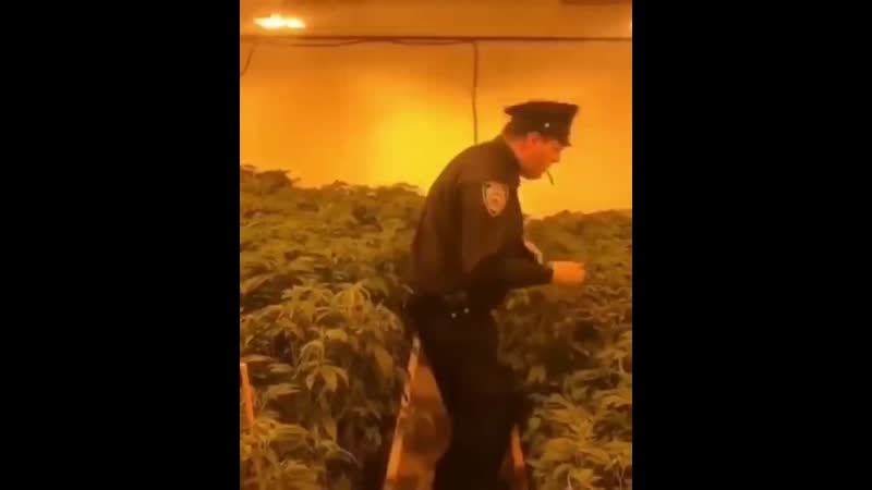 Мент курить шмаль