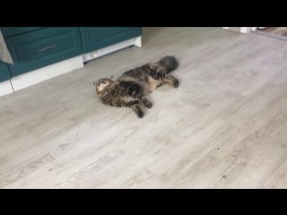 [bobcat lynx live] коты свиньи