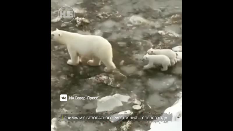 На ямале медведица пришли с медвежатами к вахтовикам все целы, никого не съели