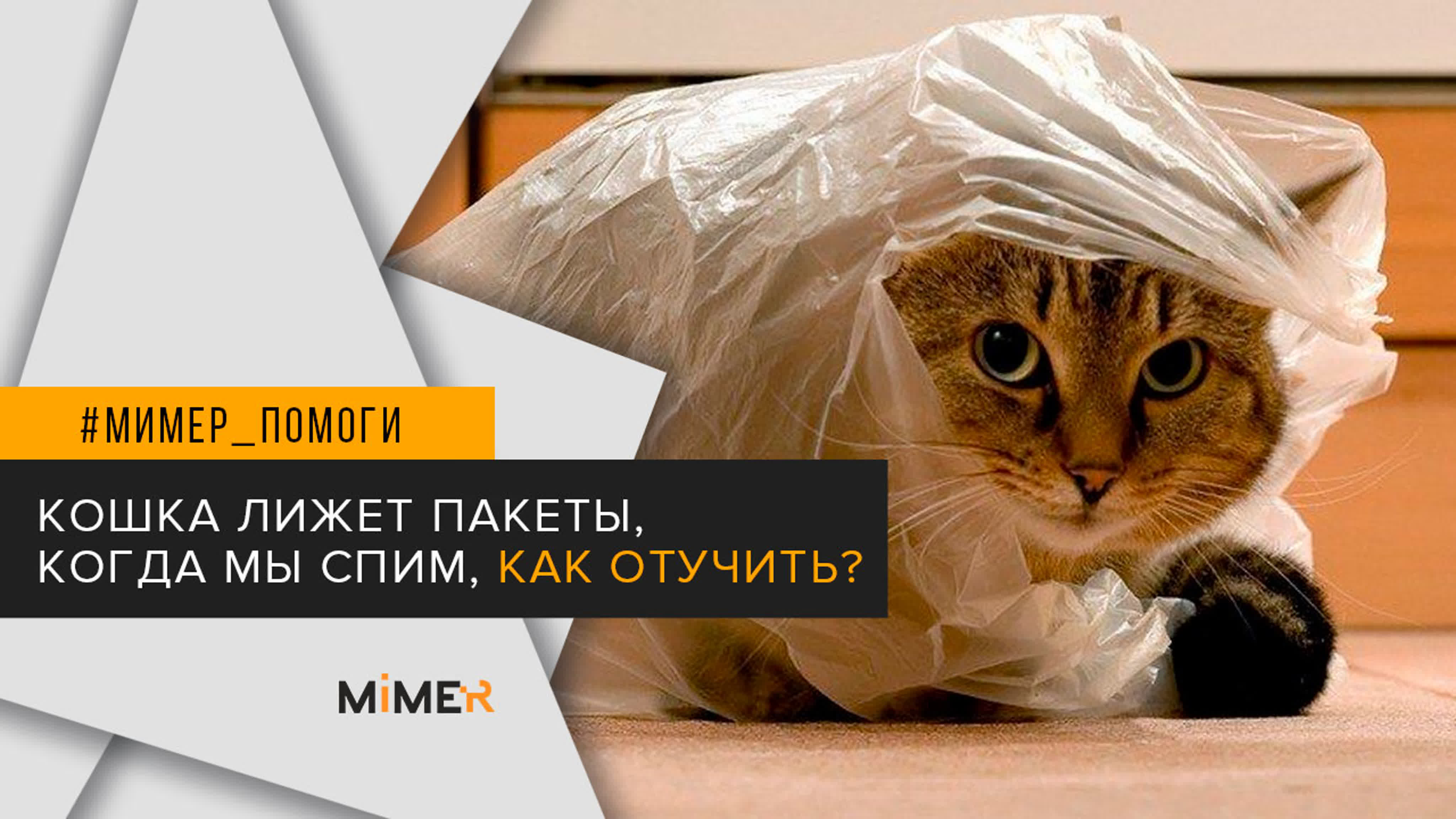 | ответ ветеринара кошка лижет пакеты пока вы спите решение проблемы
