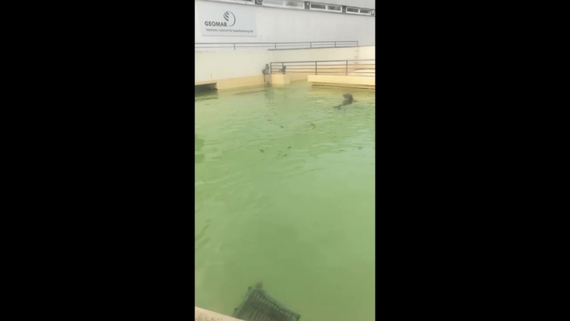 Кормежка тюленей 4 11 17 live