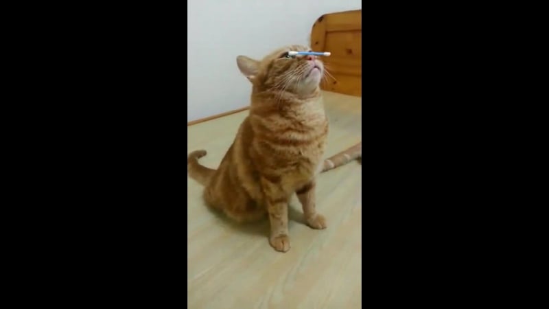 Выключили кота