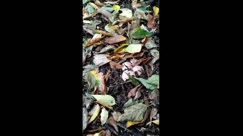 Веселка адриана