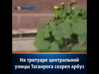 Арбуз на улице таганрога