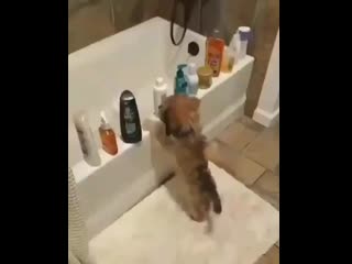 Развлекуха)