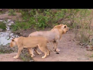 Wildlife африка молодой лев и гарем юных львиц у водопоя africa young lion & harem of young lionesses