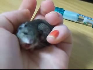 Baby mouse yawn