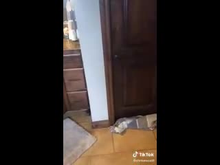 Нет там никакой белки, она не могла туда никак попасть! (vhs video)