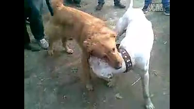 Аргентинский дог vs золотой ретривер