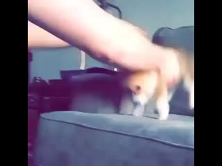Cute corgi