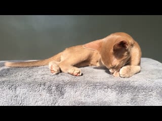 Cappuccino sunny fox