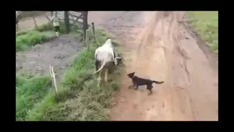 Молодые напали на корову