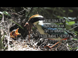 Foraging behavior of fairy pitta