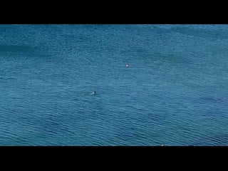 Дельфин возле побережья меганом