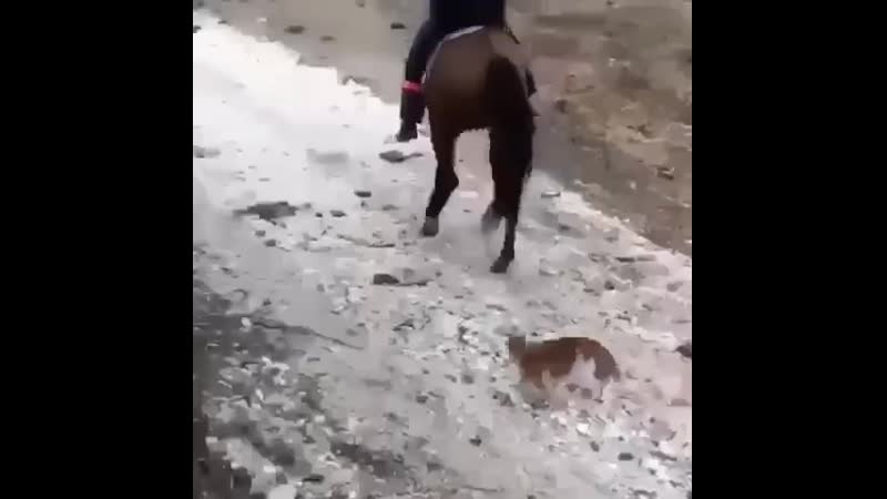 Кот оседлал коня