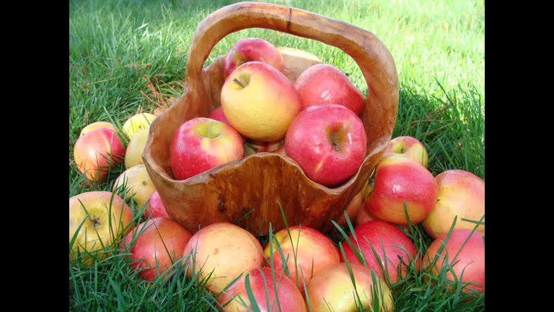 Яблоня и яблоки