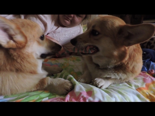 Брук и филя