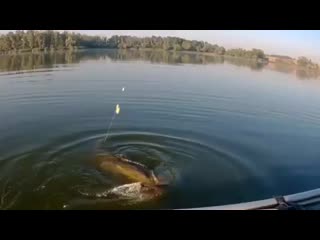 Эффектное вываживание огромного сома (360p) mp4