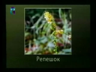 Передача 13 популярные лекарственные растения