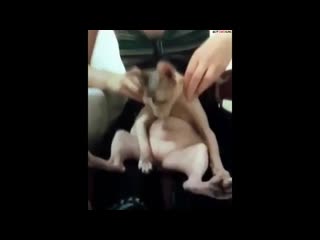 Хочу беспредела