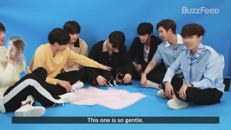 Щеночки любят чимина