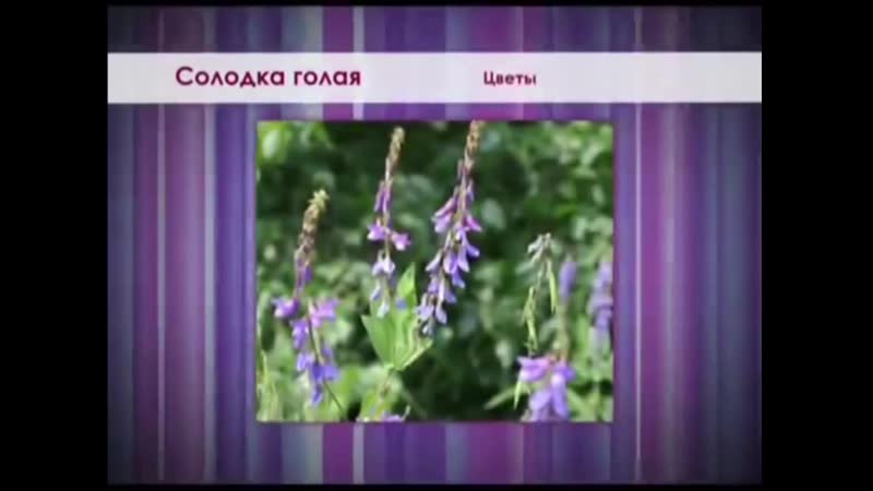 Солодка голая основной источник глицирризиновой кислоты