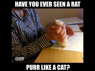 He may be a rat but eh purrs like a cat