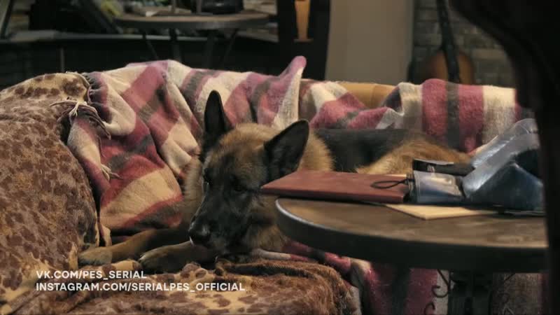 Пес 5 продолжение нового сезона,скоро на ictv