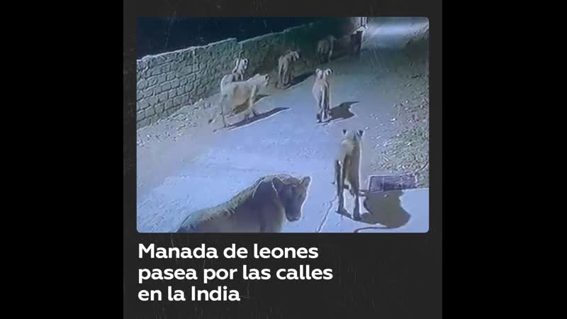 Manada de leones deambula por calles de una ciudad india