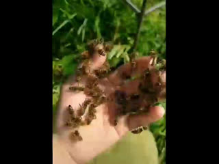 Любите пчёл