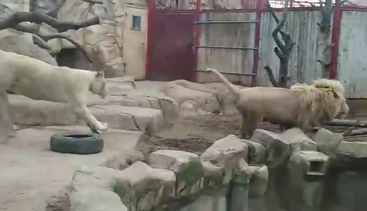 король лев анал 
