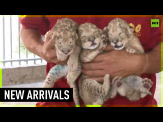 Gaza porn welcomes lion cub triplets