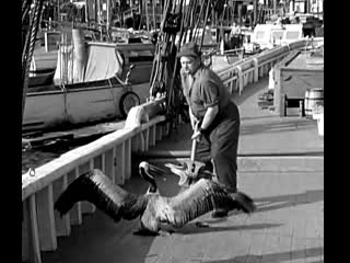 Надоедливый билл barnacle bill (1941) (3)