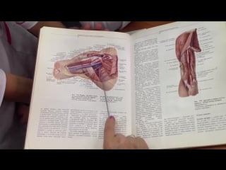 Артерии и вены верхней конечности , проф романюк с н