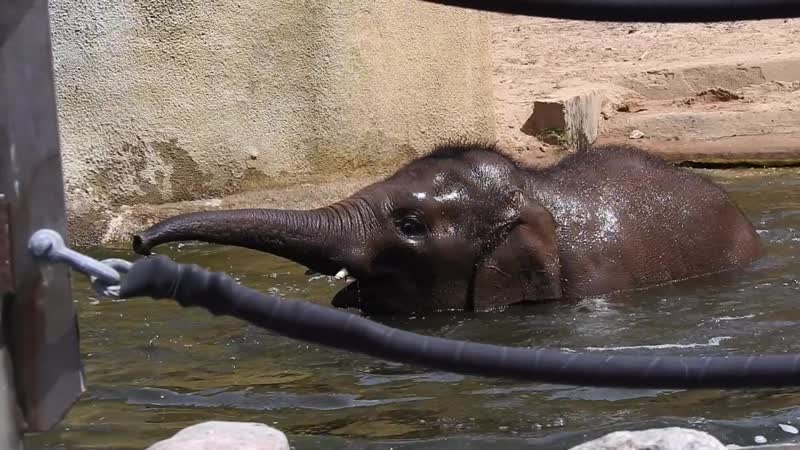 Филимон кувыркается