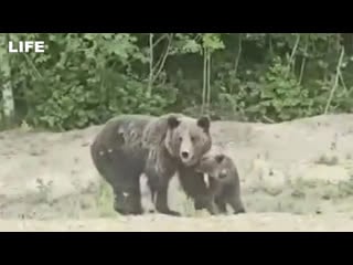 Обрадовалась встрече с дикой медведицей и захотела её накормить