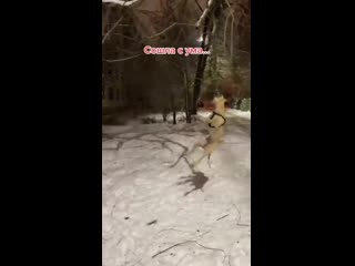 Песики любят веточки