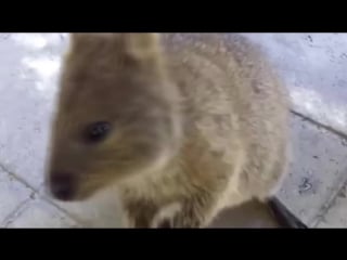 Милая и забавная квокка pretty quokka квокка