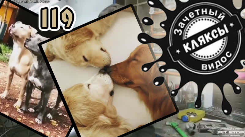 Послушные пёсики / зачётный видос / кляксы / 119