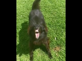 Ira initium insaniae est #226